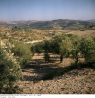 LKAS_AS-6_Nr-10699